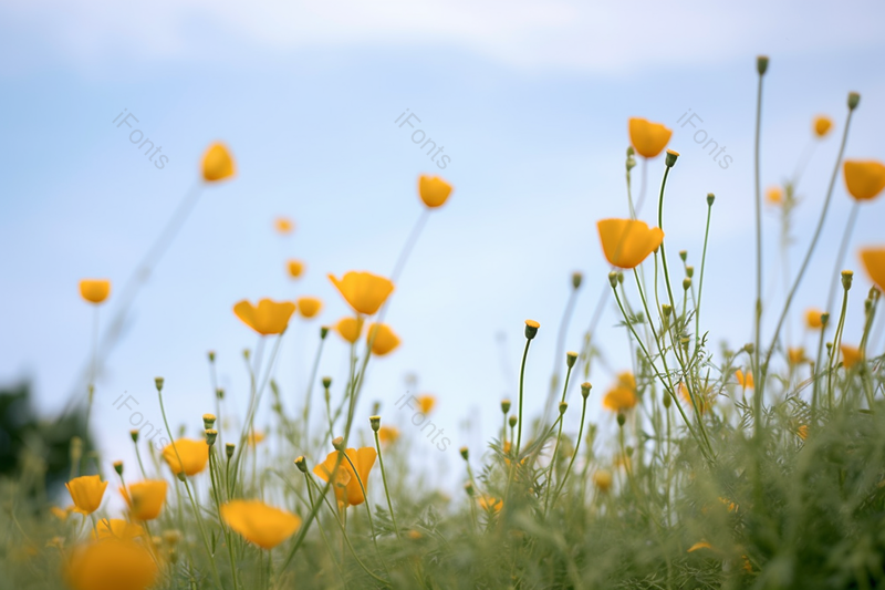 橘色花春天户外黄色花菱草摄影,高清,摄影图,摄影图片,图片大全,摄影图免费下载